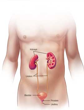 Urinary Diseases