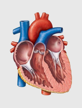 Heart Diseases
