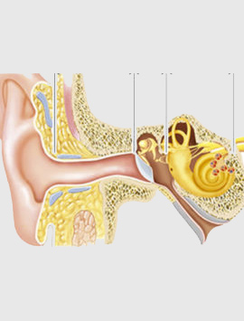 Ear Diseases