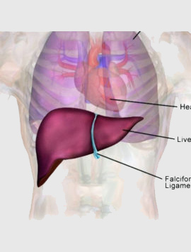 Liver Diseases