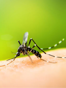 Infectious Diseases