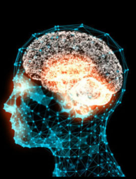 Brain